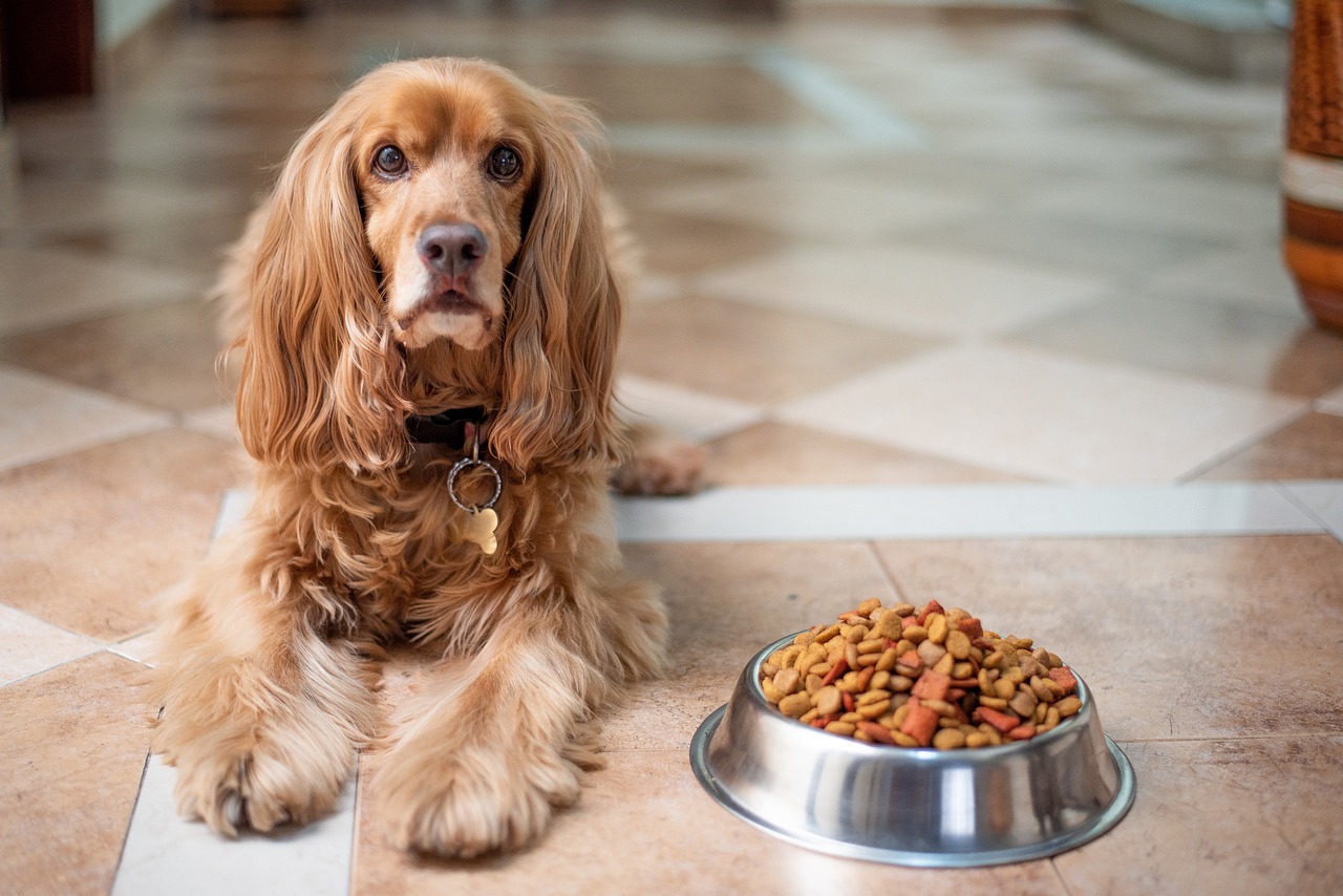Welches ideale Diät sollten Sie für Ihren Hund einnehmen?